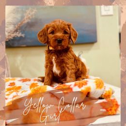 Yellow girl - Red  female Goldendoodle puppy in Dupont, Washington from Willow Tree Doodles