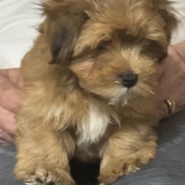 Boy 1 - Red sable male Havanese puppy in Oklahoma City, Oklahoma from Sidekick Havanese