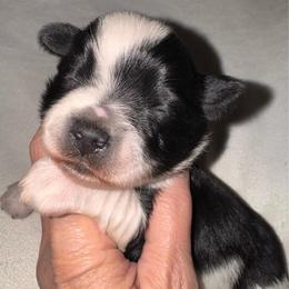 Black parti boy 5 - Parti male Miniature Schnauzer puppy in Pflugerville, Texas from K&K Precious Tx schnauzers