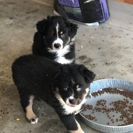 Australian Shepherds from Arrow V Aussies