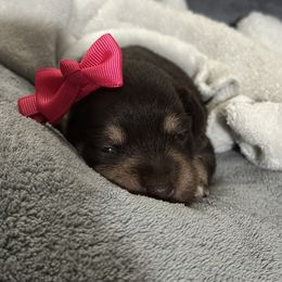 Pinky - Liver female Miniature Schnauzer puppy in White Plains, Kentucky from Devon Dunlap