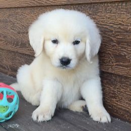 Milo - Light golden male Golden Retriever puppy in Marshfield, Missouri from Charm Puppies