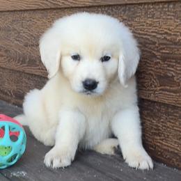 Milo - Light golden male Golden Retriever puppy in Marshfield, Missouri from Charm Puppies