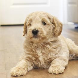 Taz (red boy) - Cream male Goldendoodle puppy in Loveland, Ohio from Timberidge Goldendoodles