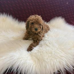 Bella - Red  female Poodle puppy in Apex, North Carolina from Happy puppies