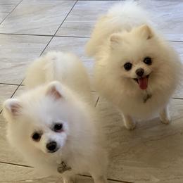Pomeranian Puppies from Jonna's Poms