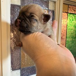 Hubble - Fawn male French Bulldog puppy in Almo, Kentucky from Busy Bee French Bulldogs