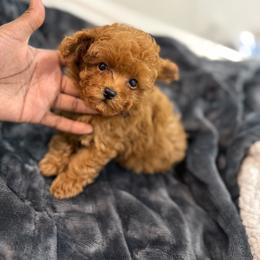 Toffee - Red  male Poodle puppy in Texas from Zoway's Poodles