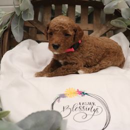 Poodle Puppies from Red Barn Moyen Poodles