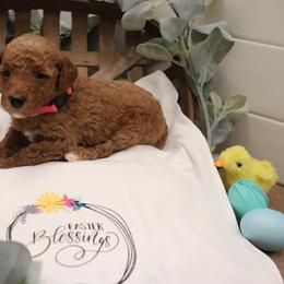 Poodle Puppies from Red Barn Moyen Poodles