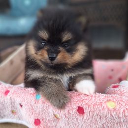 Tony - Black and tan male Pomeranian puppy in Oologah, Oklahoma from GG's Pomeranians