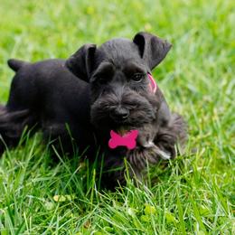 Remi - Black female Miniature Schnauzer puppy in Snowflake / Phoenix, Arizona from Snowflake Schnauzers