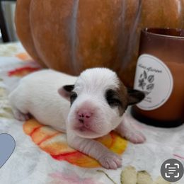 Boy 2 - Tri-colored male Parson Russell Terrier puppy in Peabody, Kansas from SouthFork Ranch