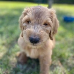 Goldendoodle Puppies from Da Ruba Doodles