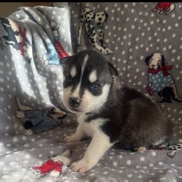 Boy - Black and white male Siberian Husky puppy in Benton, Tennessee from Heddens Husky Hideaway