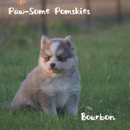 Bourbon - Blue male Pomsky puppy in Krum, Texas from Paw-Some Pomskies