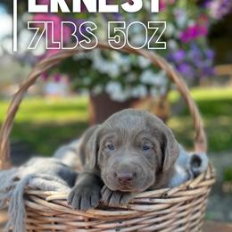 Ernest - Silver male Dilute Retriever puppy in Puyallup, Washington from 12 Door Farm Labradors