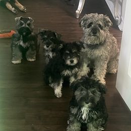 Miniature Schnauzer Puppies from Sugarbaby Kennel