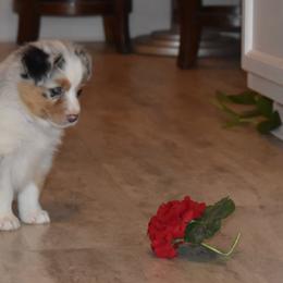 Australian Shepherd Puppies from Platinum Edition