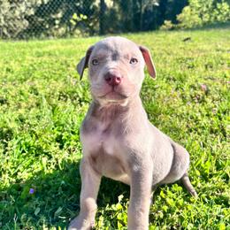 Polar - Blue male Catahoula Leopard Dog puppy in Washington from Coweeman Catahoulas
