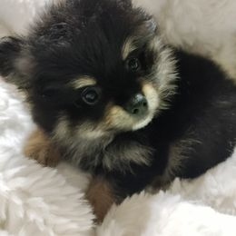 Pomeranian Puppies from Cutie Poms