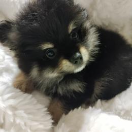 Pomeranian Puppies from Cutie Poms