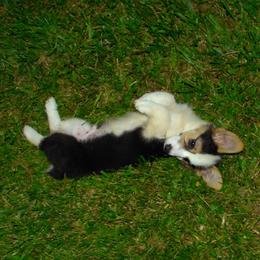 American Corgi and Pembroke Welsh Corgi Puppies from Kates Corgis