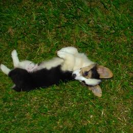 American Corgi and Pembroke Welsh Corgi Puppies from Kates Corgis