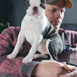 Boston Terrier Puppies from Big Sky Bostons