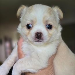 Papi - Cream and white male Chihuahua puppy in Xenia, Ohio from Moose Creek Chihuahua's