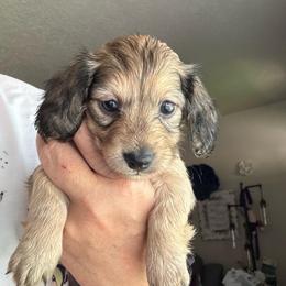 Lil Boy - Cream male Dachshund puppy in Happy Valley, Oregon from Logan’s Lowriders