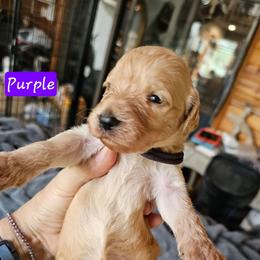 Girl 1 - Sable female Goldendoodle puppy in Stevens Point, Wisconsin from Dogs of Dewey Acres