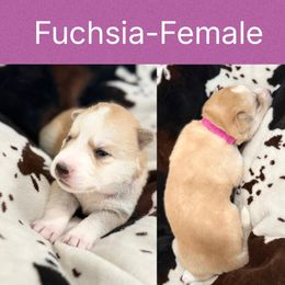 Fuchsia - Sable and white female Siberian Husky puppy in Seaford, Delaware from Keira Ieleen Husky Kennel