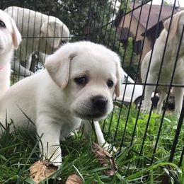 Labrador Retriever Puppies from Island branch white labs