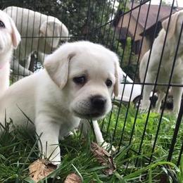 Labrador Retriever Puppies from Island branch white labs