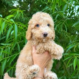 Murphy - Apricot male Goldendoodle puppy in Fort Myers, Florida from Daisy Doodles LLC