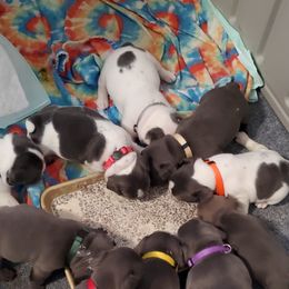 French Bulldog Puppies from Faucheux's Finest Frenchie's