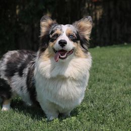Stitch - American Corgi
