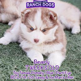 Beverly - Red and white female Pomsky puppy in Humeston, Iowa from M.A.R. Dogs