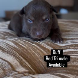 Buff - Red tri male Miniature Australian Shepherd puppy in Cave Creek, Arizona from Arizona Aussies