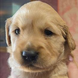 Gimmie - Golden male Golden Retriever puppy in Princeton, Minnesota from Bewitched Goldens