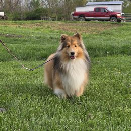 Scarlet - Shetland Sheepdog