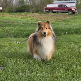 Scarlet - Shetland Sheepdog