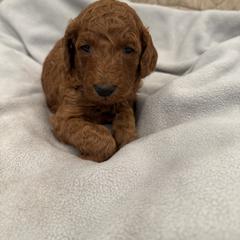 Purple collar - Red  female Poodle puppy in Riverside, California from Riverside red poodles