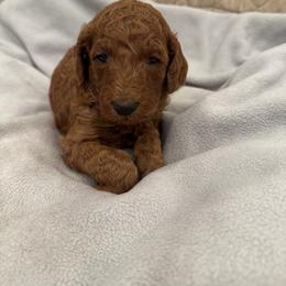 Purple collar - Red  female Poodle puppy in Riverside, California from Riverside red poodles