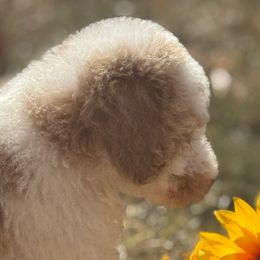 Boy 3 - Poodle puppy from Kelley’s Poodle Patch