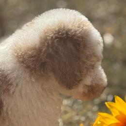 Boy 3 - Poodle puppy from Kelley’s Poodle Patch