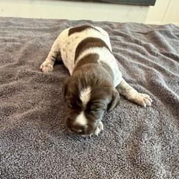 Boy 2 - Brown and gray male Wirehaired Pointing Griffon puppy in Shelley, Idaho from Western Gundogs