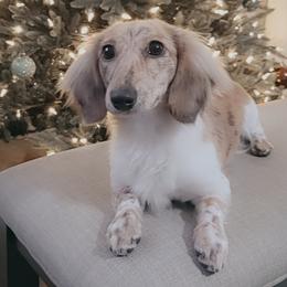 Suks - Dachshund