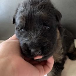 "Orange girl" German Shepherd Puppies from R.J German Shepherds